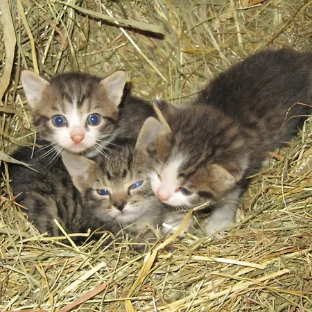 Gæstehus Turnerhof 3*