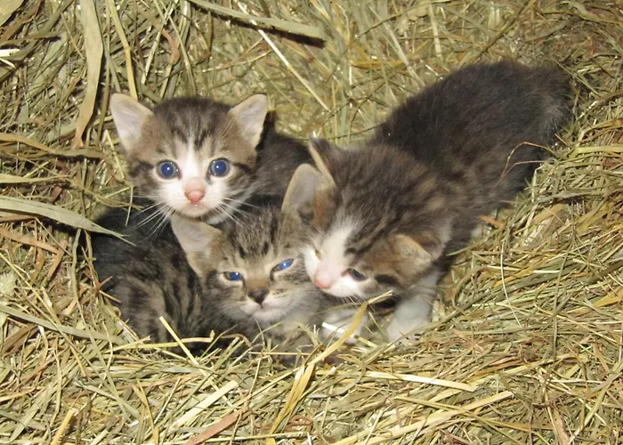 Guest house Turnerhof 3*